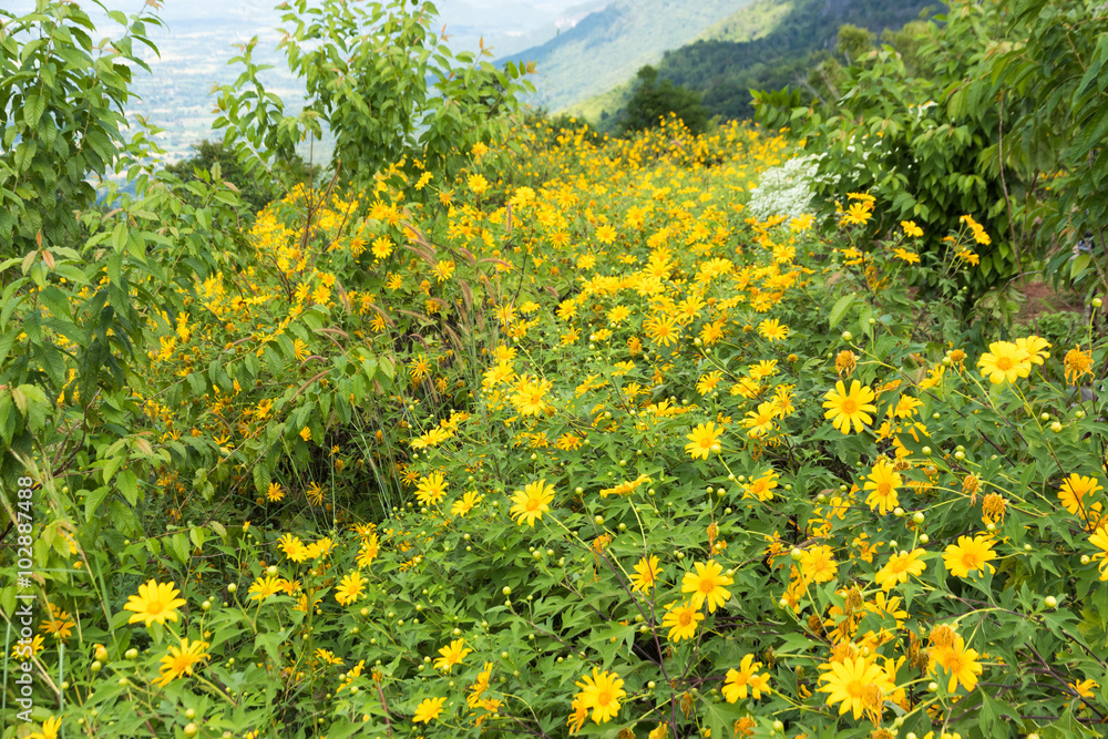 Obraz premium Maxican sunflower weed