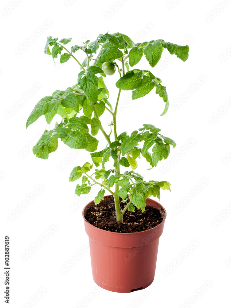 young tomato seedling in pot isolated on white background young tomato seedling in pot isolated on white background