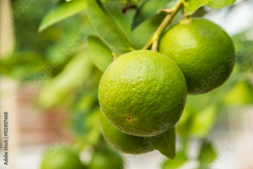  limes on branch