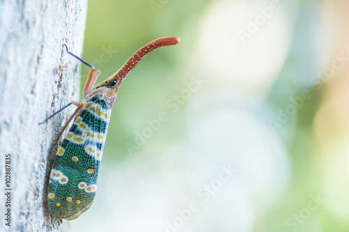 Pyrops candelaria photo