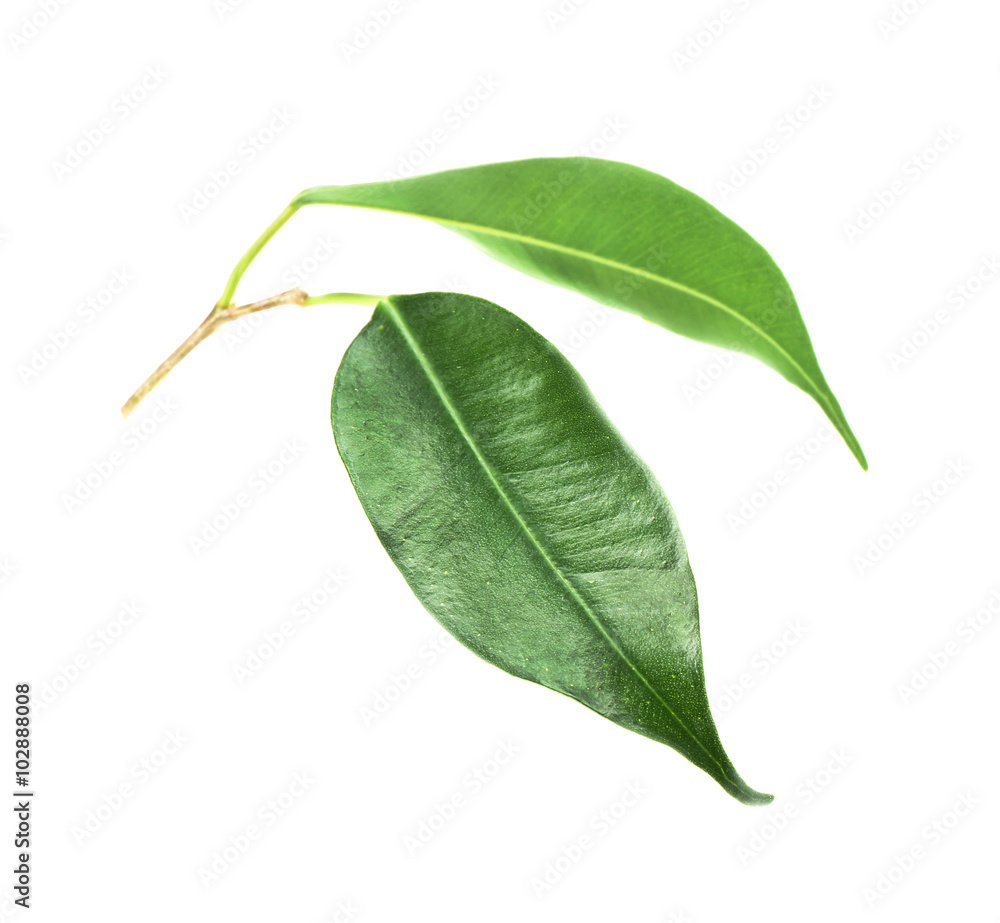 Obraz premium Green leaf isolated on white