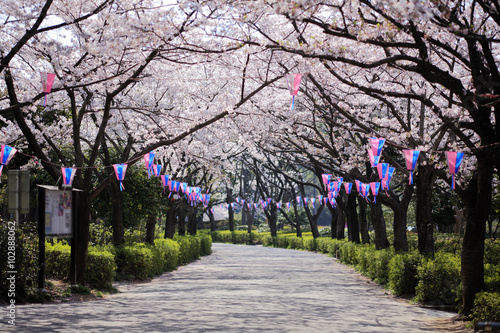 桜並木のトンネル　埼玉県　上尾市　日本