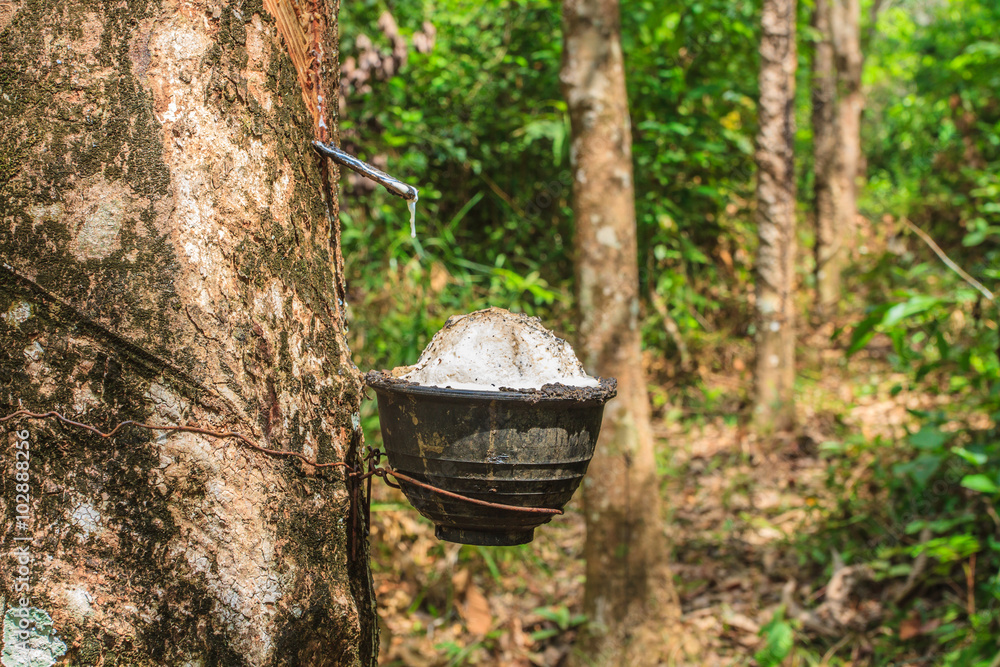Tapping latex from a rubber tree Tapping latex from a rubber tree