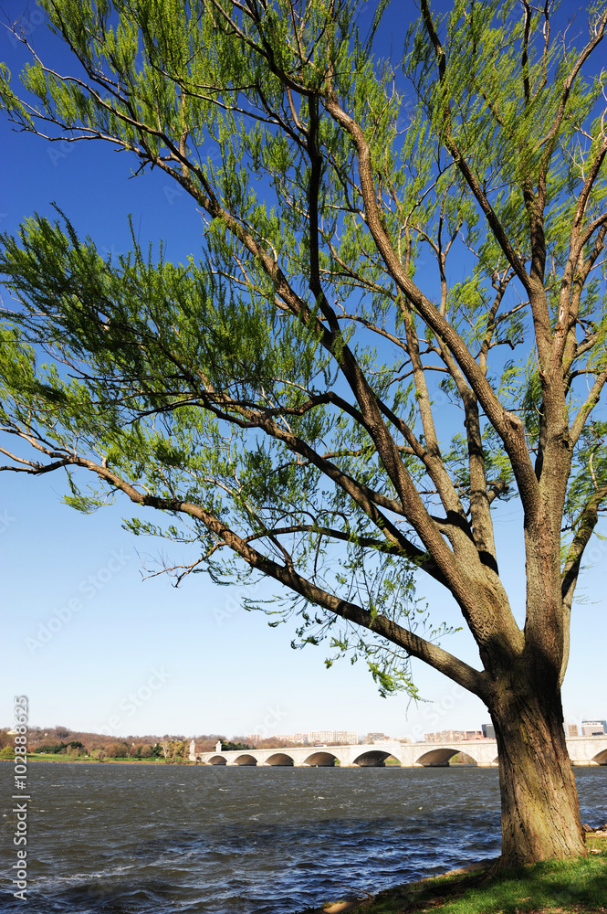 spring willow tree branches in the wind by the side of Potomac river in Washington DC spring willow tree branches in the wind by the side of Potomac river in Washington DC