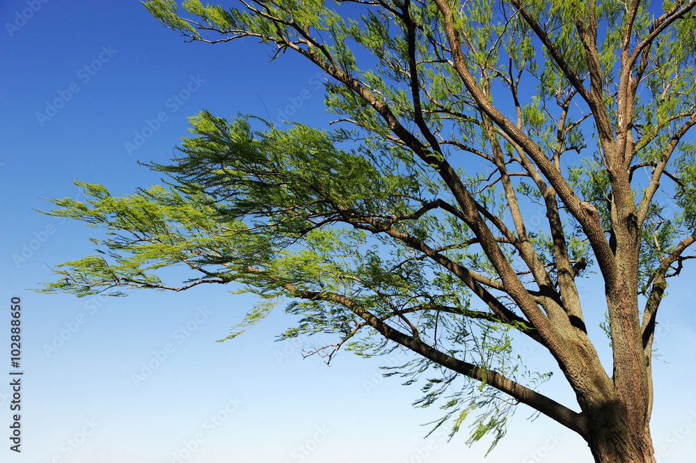 Obraz premium spring willow tree branches in the wind