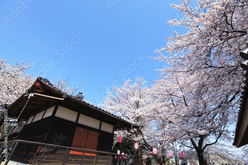 春の日本の寺と桜　埼玉県　北本市　日本