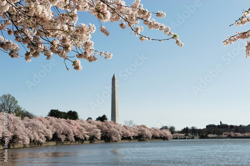 cherry blossom season of Washington DC