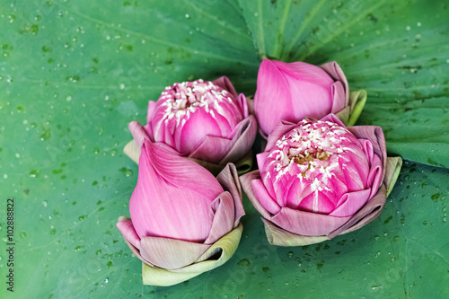 pink lotus flower on leaves