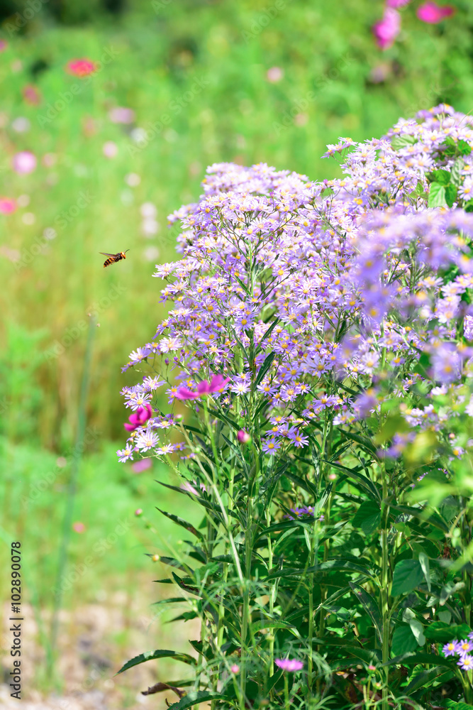 Obraz premium Perennial aster 