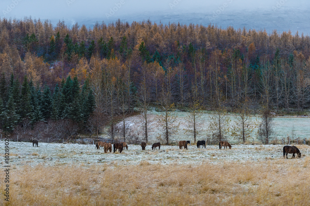 Φωτογραφία Crowd of horse in snow field with yellow plant foreground and colorful pine back