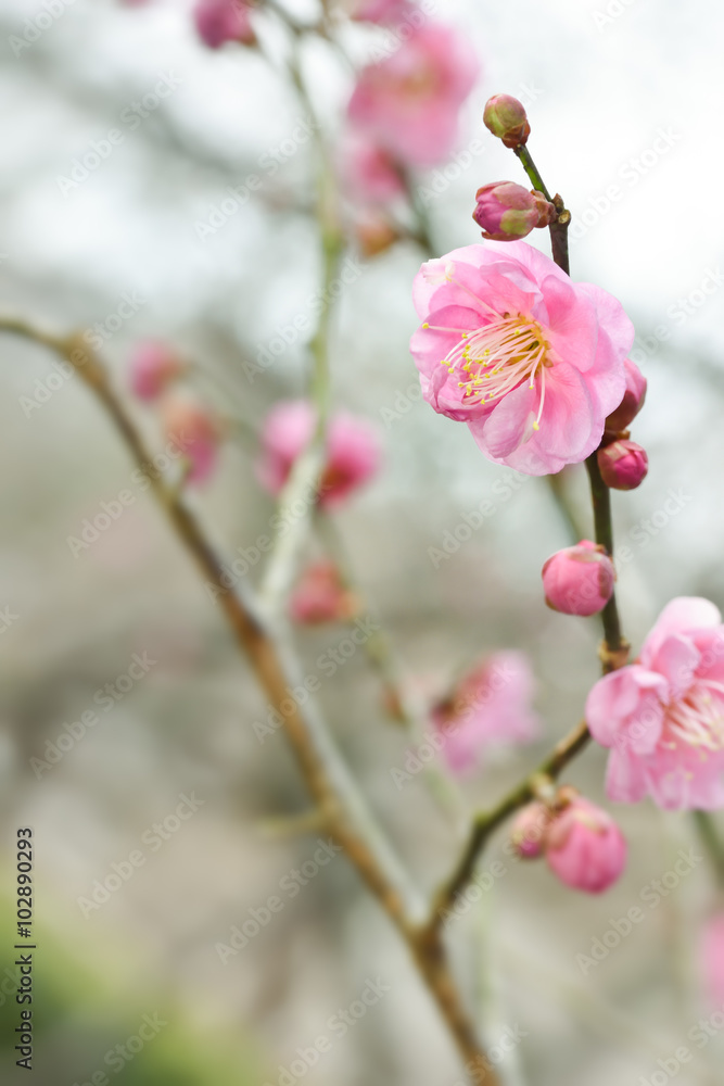 Fototapeta premium Japanese plum blossoms