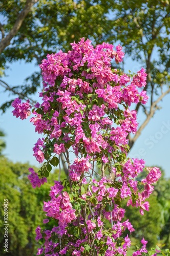 pink Bougainvillea flower in garden