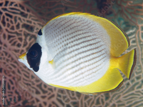 Philippine butterflyfish photo