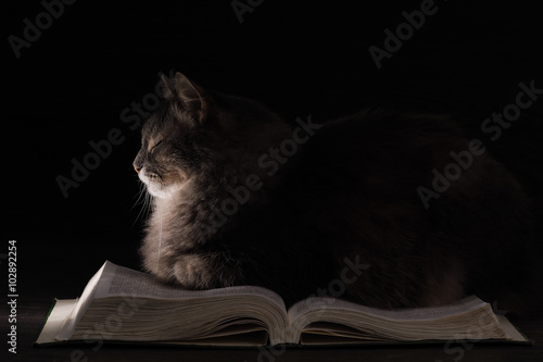Cat sleeping on an open book. Light, a beam of light falls on the cat's face and illuminates the book. Cat in the dark. Côte big, fluffy