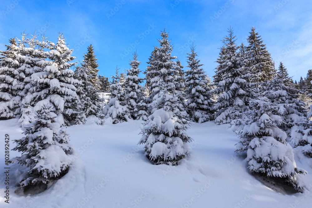 forest with pines in winter forest with pines in winter
