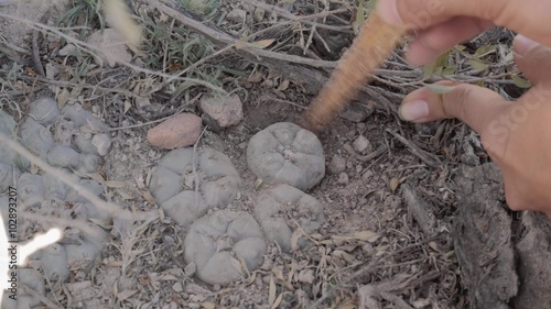 Dig up peyote for ceremony on sacred desert. 4k