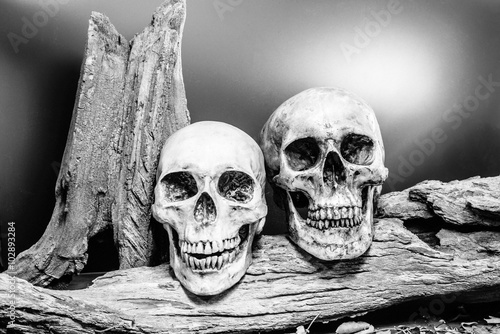 still life couple human skull art abstract background