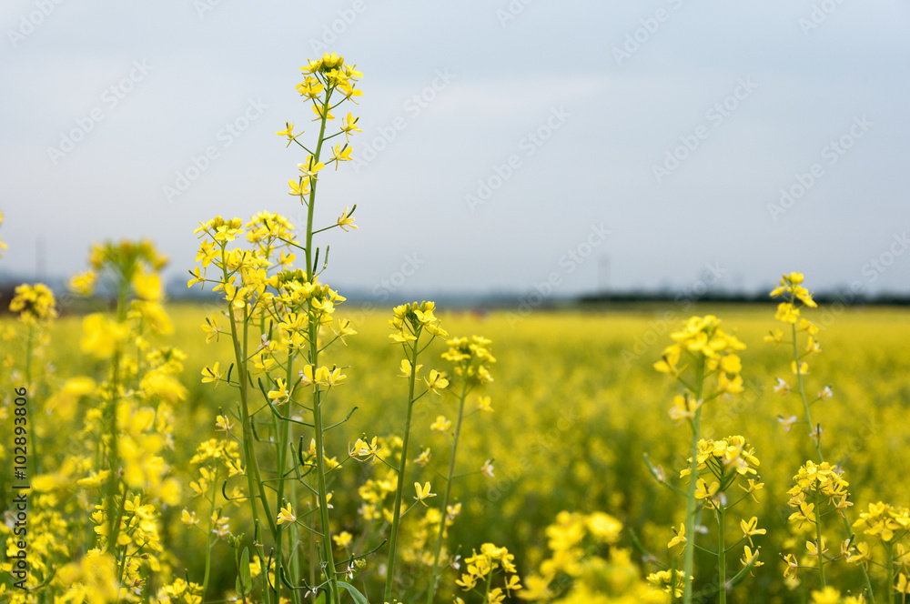 Obraz premium Beautiful blooming rape flower and mountains in spring 
