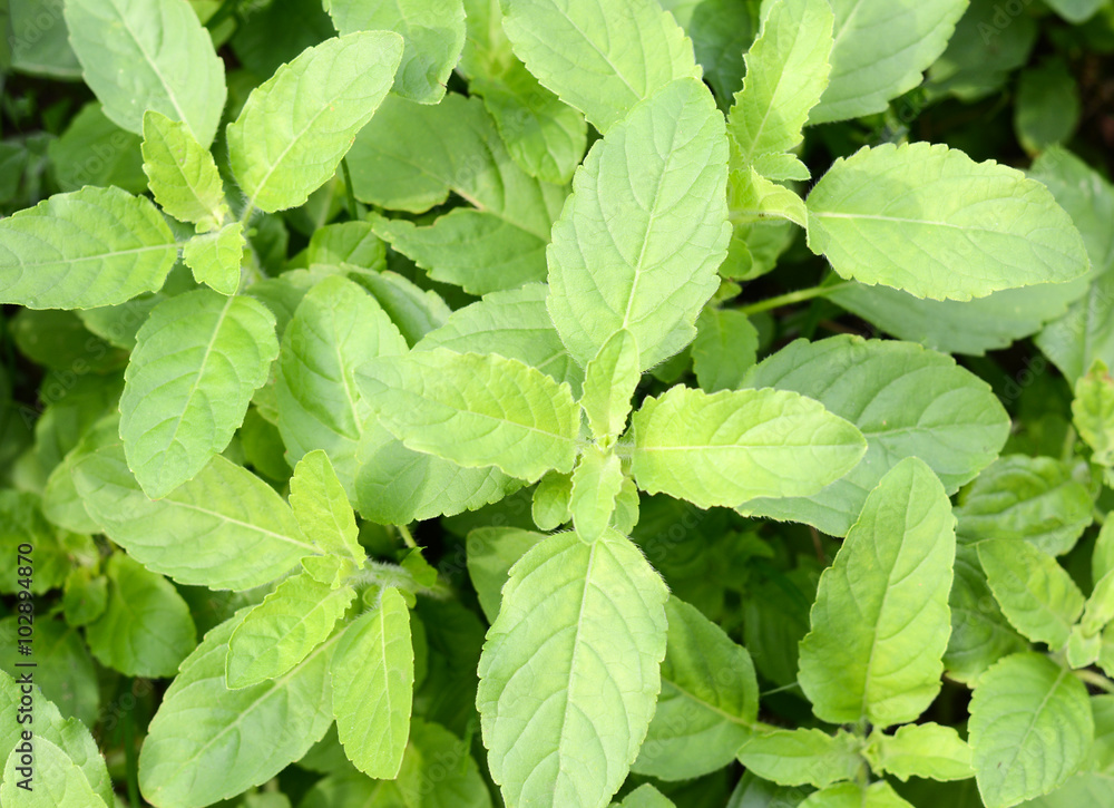 Part of Holy basil pile Part of Holy basil pile