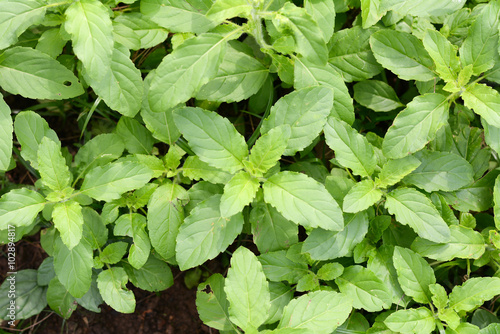 Wallpaper Mural Part of Holy basil pile Torontodigital.ca