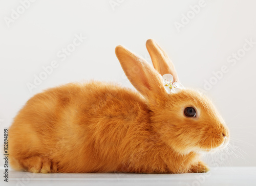 red rabbit on white background