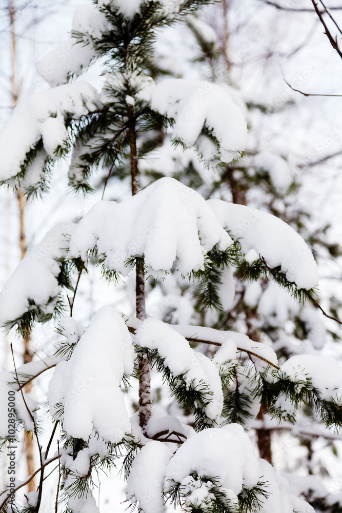 Winter trees