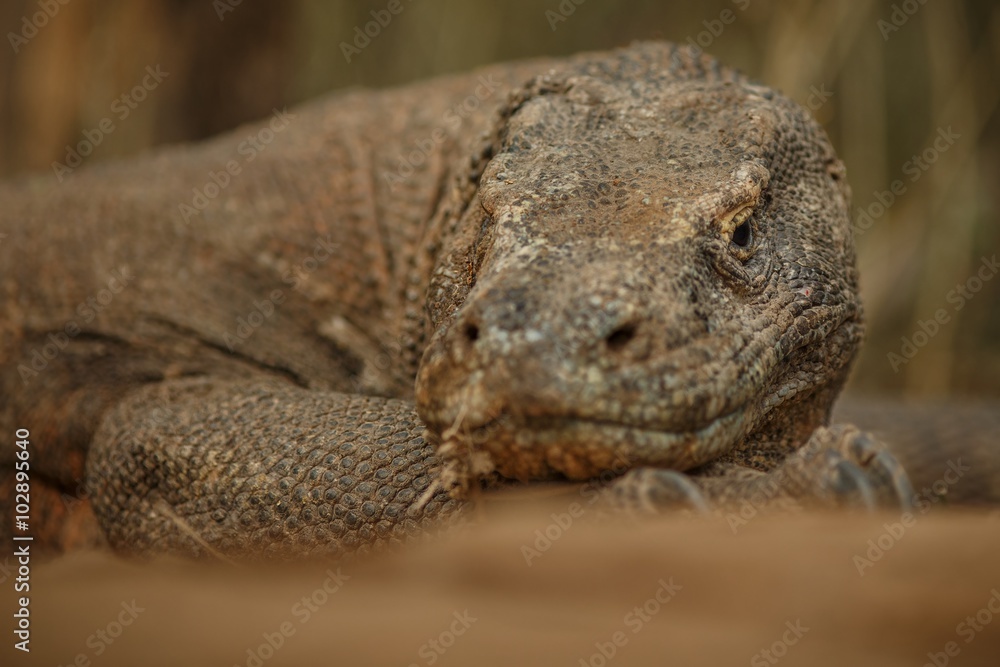 Komodo dragon lies on komodo island in Indonesia / Komodo dragon lies on komodo island in Indonesia