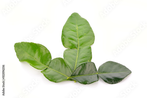 bergamot leaf on white background