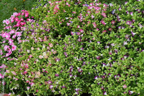 Fototapeta Naklejka Na Ścianę i Meble -  hundreds colorful tiny flowers in the garden