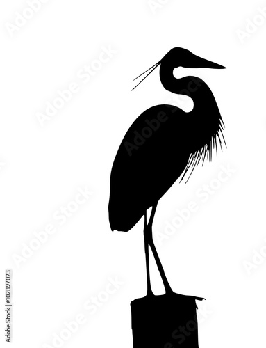 heron with a bend neck 