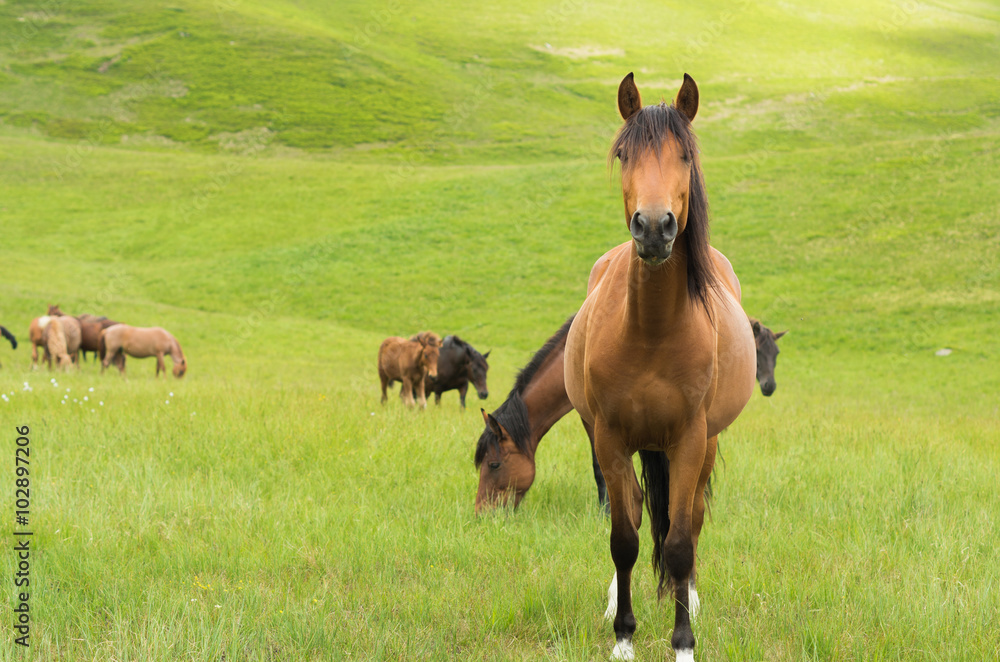 A curious horse looking at the camera A curious horse looking at the camera
