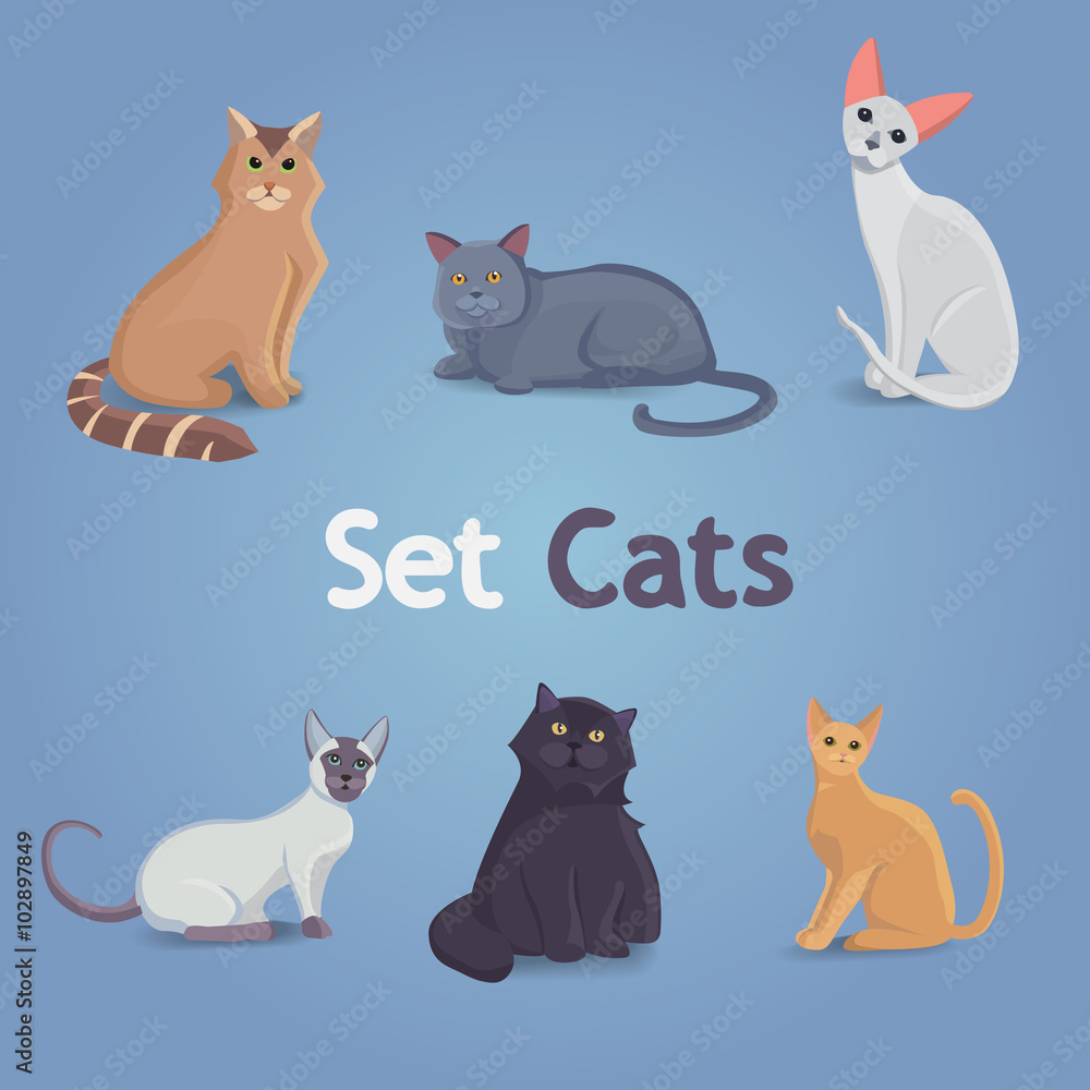 Collection of Cats of Different Breeds. Set cats