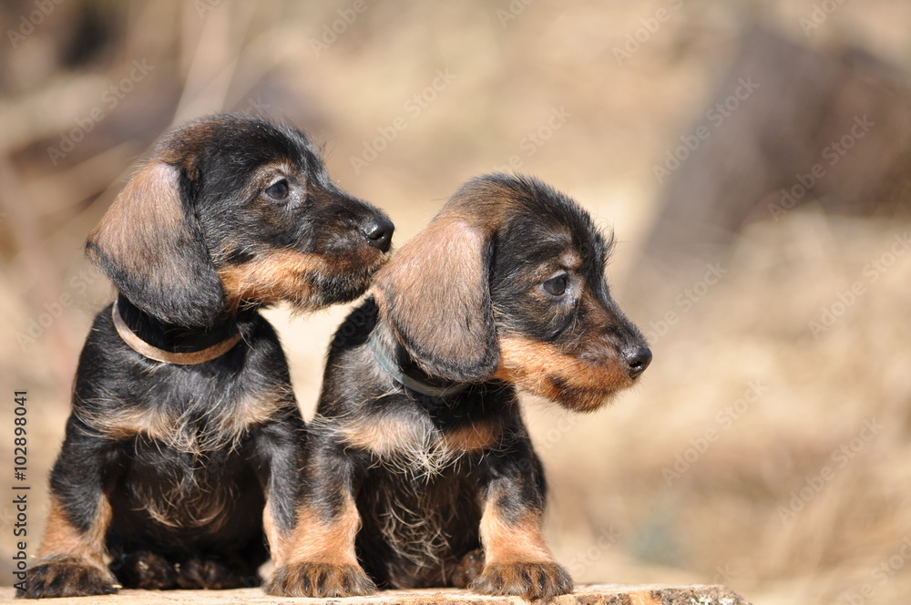Wirehaired dachshund puppies - obrazy, fototapety, plakaty 