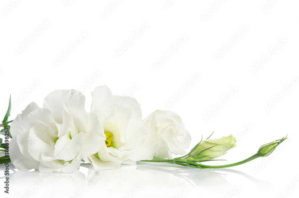 Beautiful white eustoma flowers isolated on white background Beautiful white eustoma flowers isolated on white background