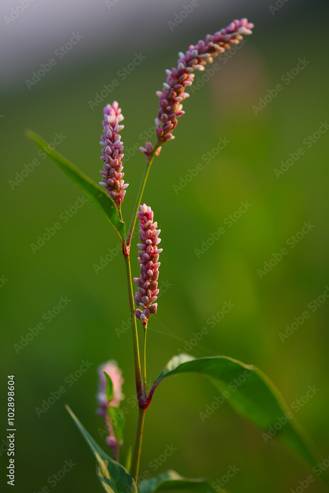 Blossoms of a redshank (Persicaria maculosa)