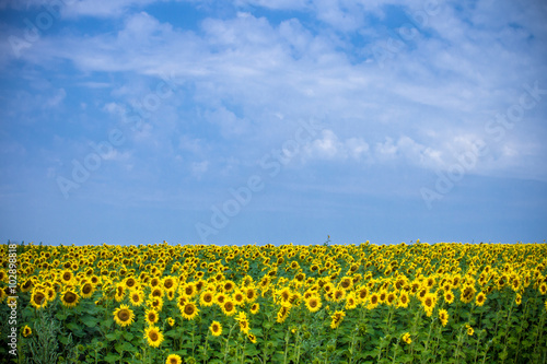 field of sunflowers 