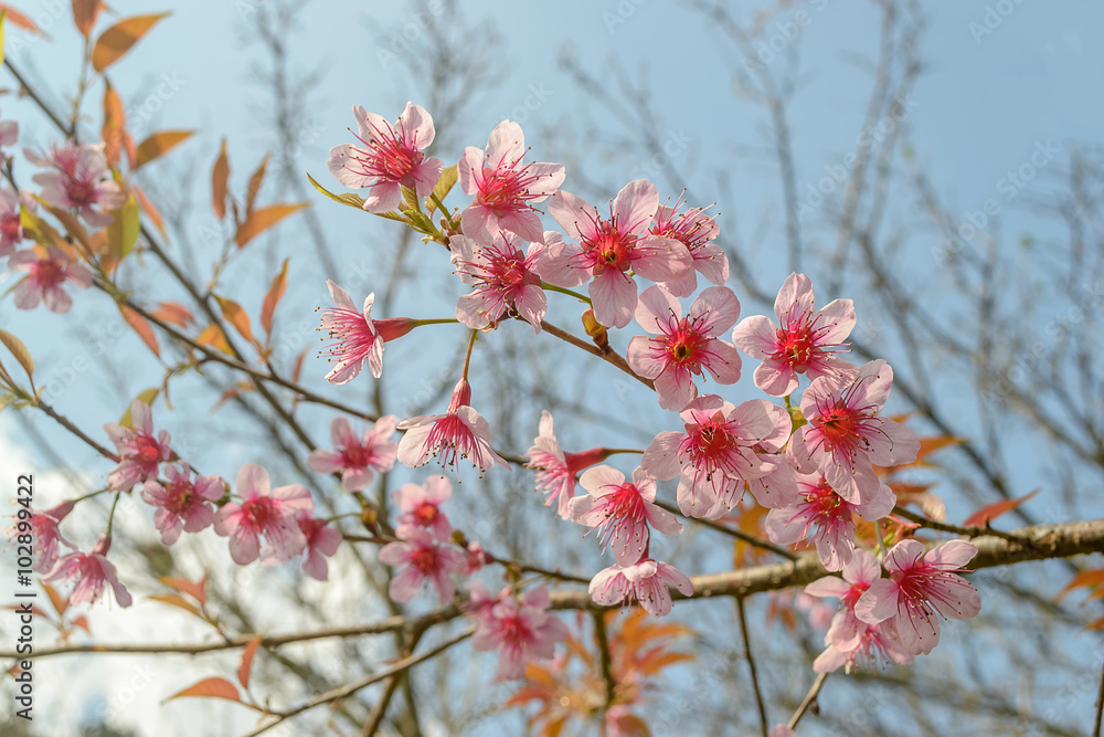 Thai sakura with sky background in winter at Doi Ang khang, Chaing mai Province, Thailand. Thai sakura with sky background in winter at Doi Ang khang, Chaing mai Province, Thailand.