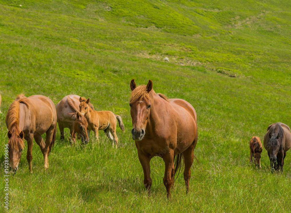 Horse herd grazing and looking at the camera Horse herd grazing and looking at the camera
