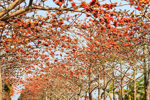 Kapok season, linchu Reservoir in Tainan, Taiwan photo