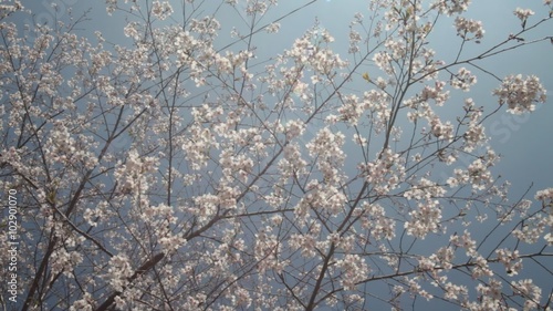 The National Park Alishan cherry blossom season, Tainan, Taiwan