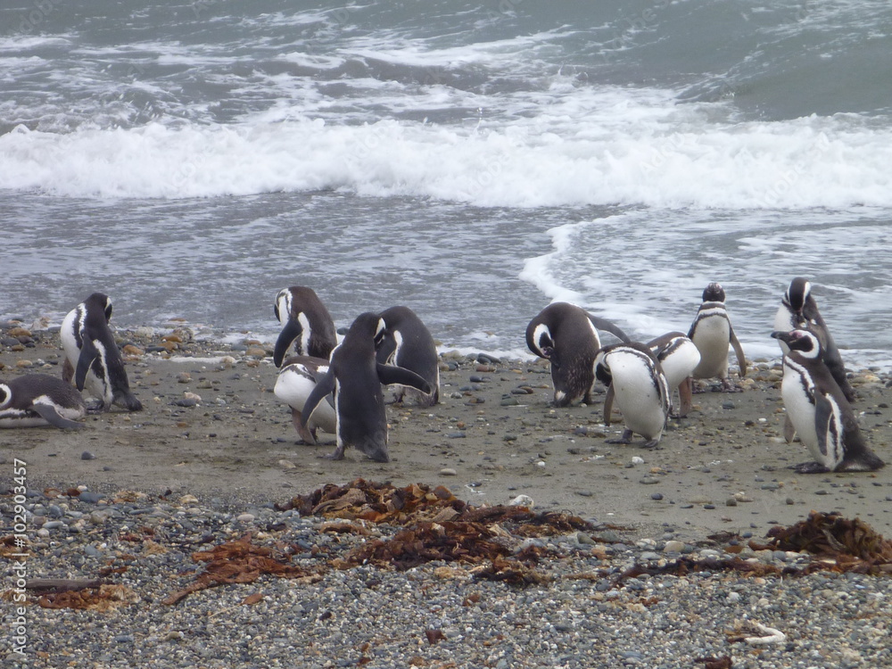 Obraz premium group of pinguins on a shore in seno otway reservation in chile