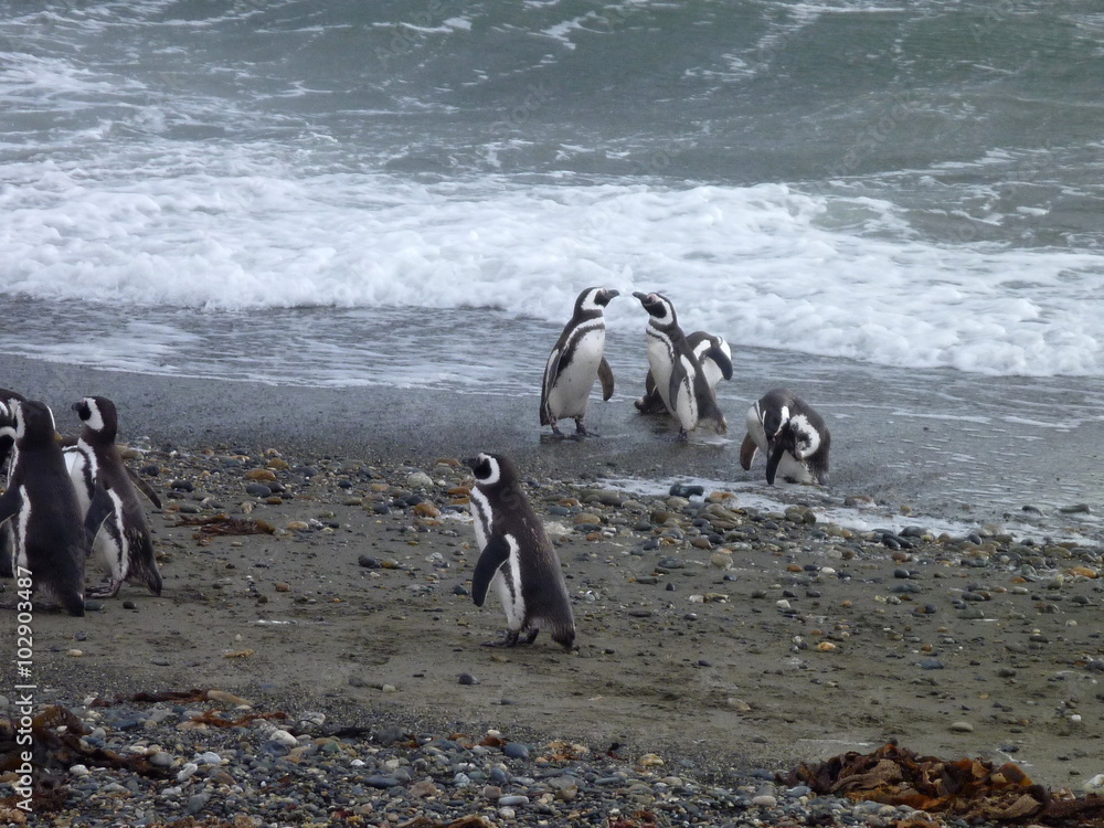 Obraz premium group of pinguins on a shore in seno otway reservation in chile