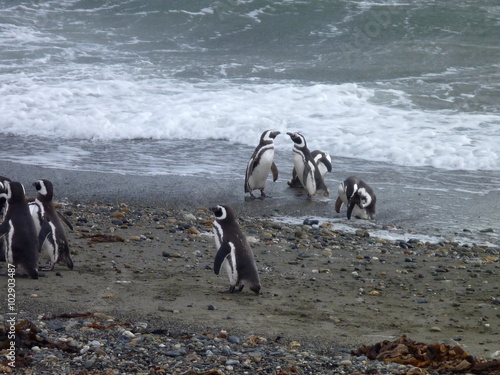 group of pinguins on a shore in seno otway reservation in chile