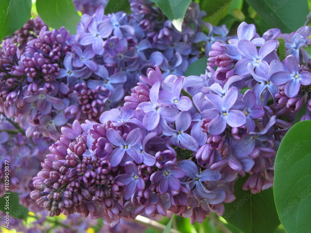 Beautiful blooming lilac flowers in the garden Beautiful blooming lilac flowers in the garden