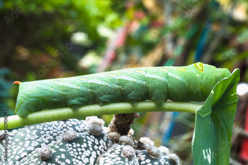 Close up green caterpillar eating green leaf