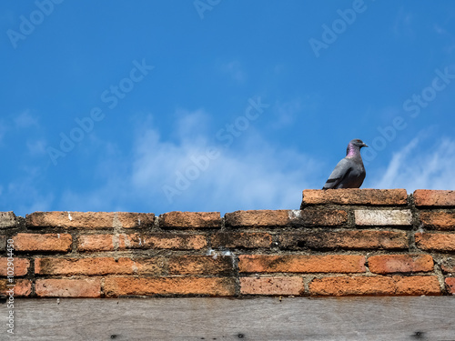 An pigeon sits on old bricks wall with clear blue sky