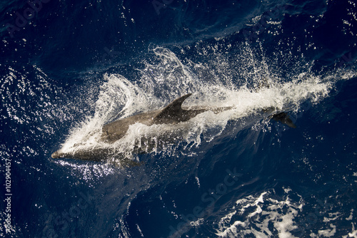 Grand dauphin, tursiops aduncus, Tristan da Cunha, Océan Atlantique Sud, Territoire britannique photo