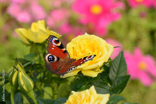 Fototapeta Naklejka Na Ścianę i Meble -  Schmetterling 202