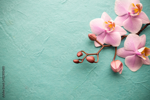 Fototapeta Naklejka Na Ścianę i Meble -  Orchid.