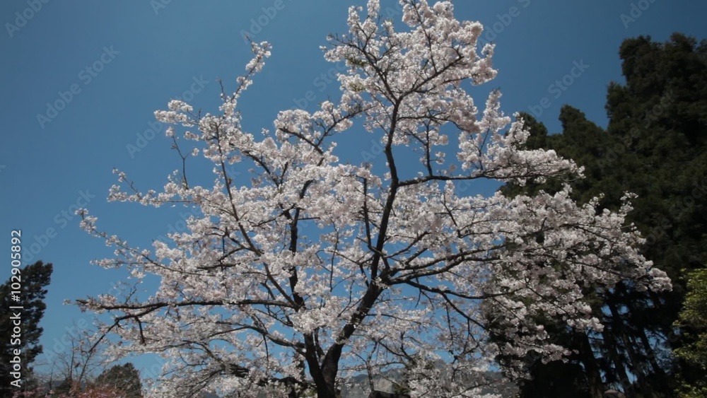 The National Park Alishan cherry blossom season, Tainan, Taiwan The National Park Alishan cherry blossom season, Tainan, Taiwan